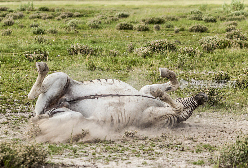 雄性波切尔斯斑马在尘土中翻滚;Etosha NP，纳米比亚，非洲